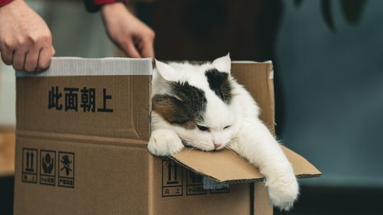 Bescherm je meubels optimaal tijdens de verhuizing met verhuisdekens