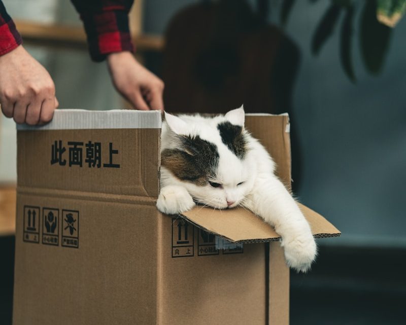 Bescherm je meubels optimaal tijdens de verhuizing met verhuisdekens